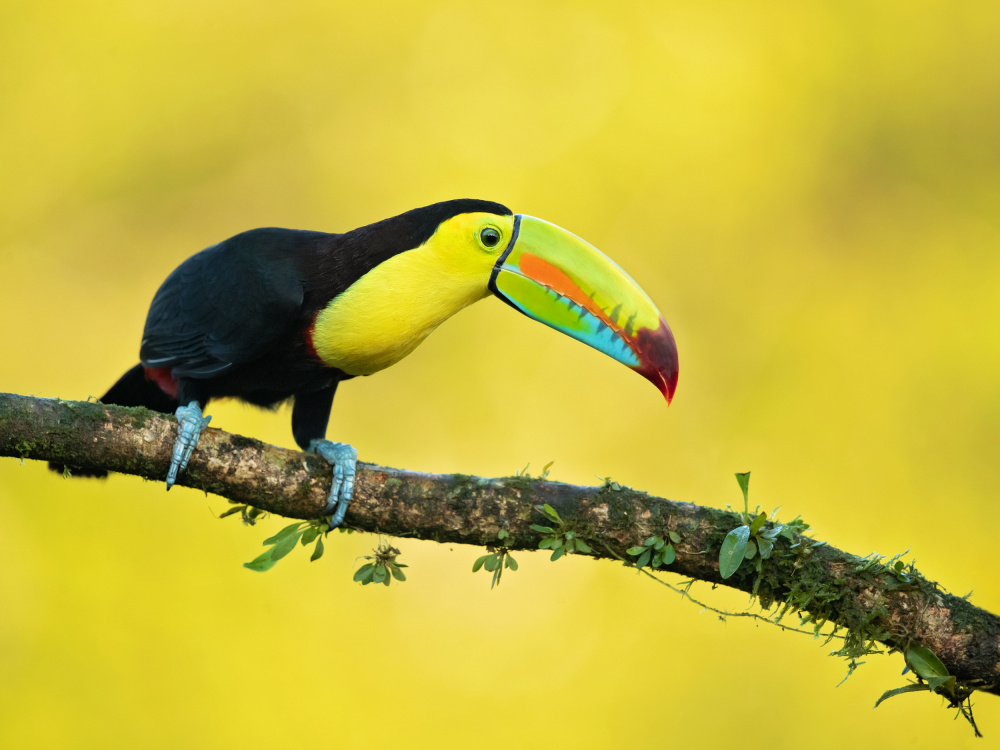 Keel-billed toucan von Milan Zygmunt