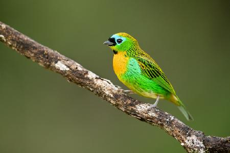 Brassy-breasted tanager