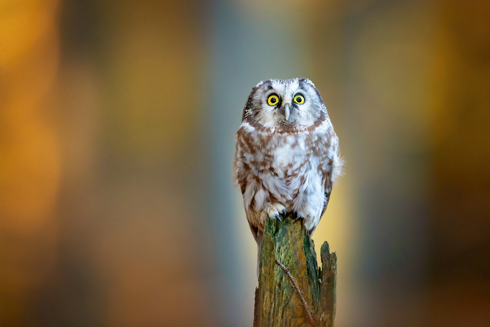Boreal owl von Milan Zygmunt