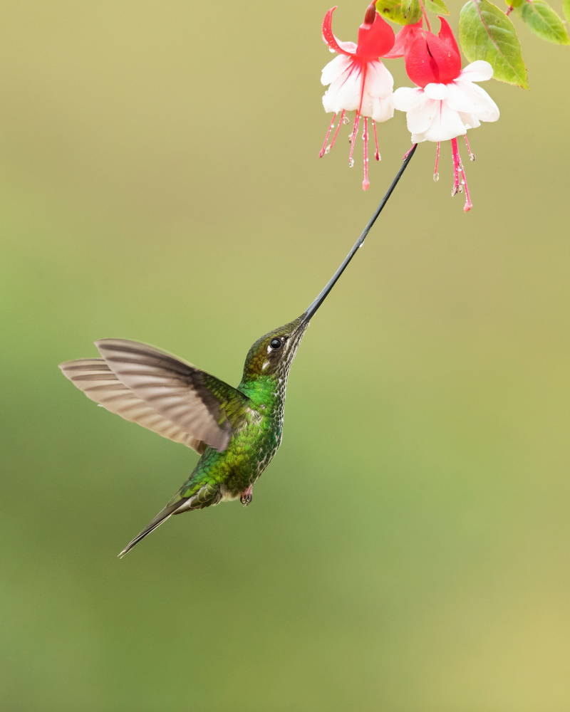 Sword-billed hummingbird von Milan Zygmunt