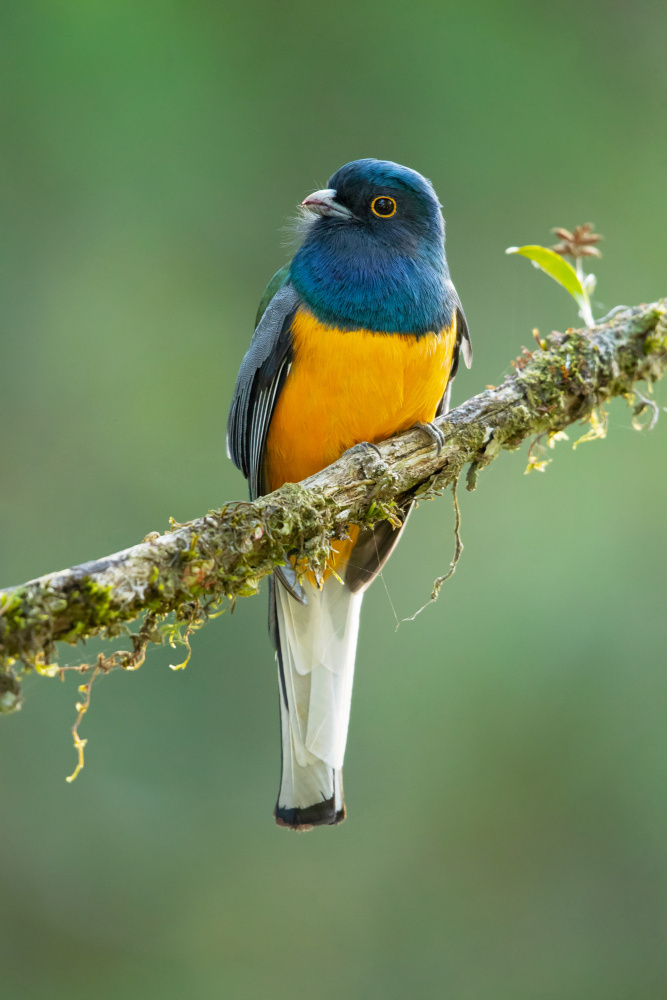 Surucua trogon von Milan Zygmunt
