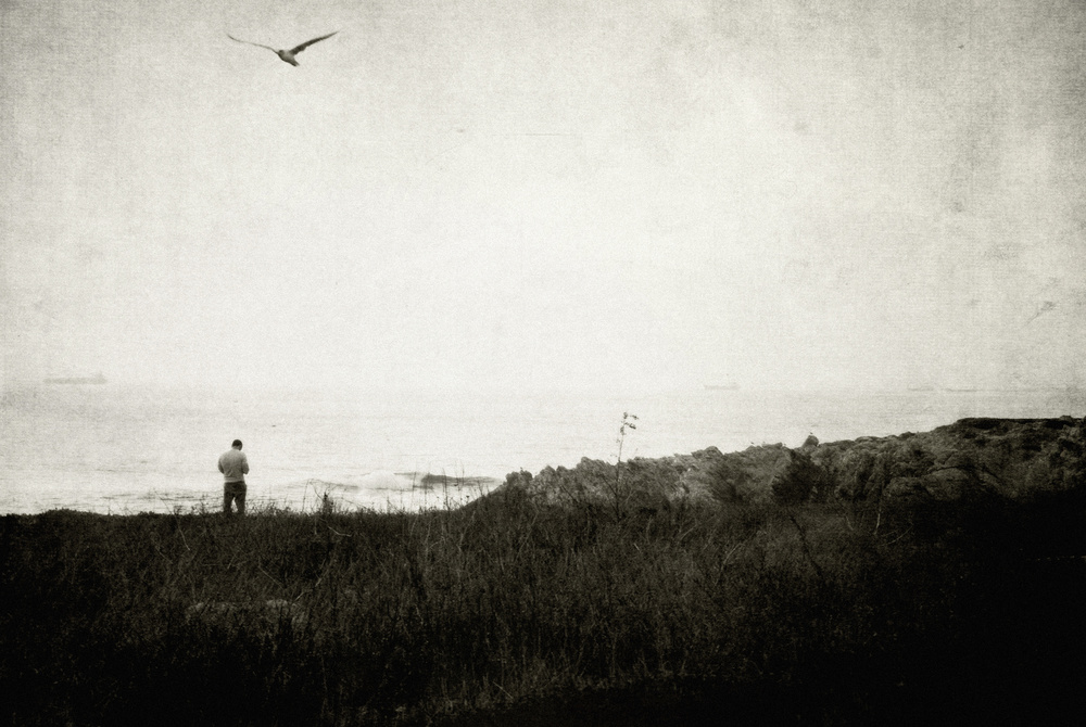 If these wings could fly von Milena Seita