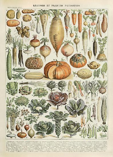 Legume et plante potageres 19. Jh.