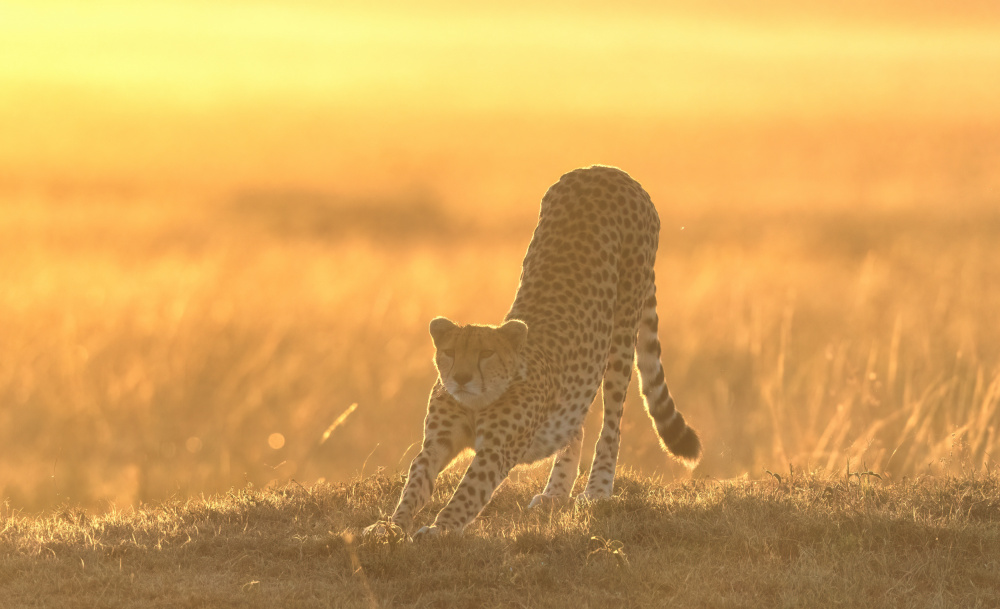 Getting up von MIN LI