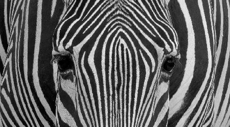 Grevy Zebra