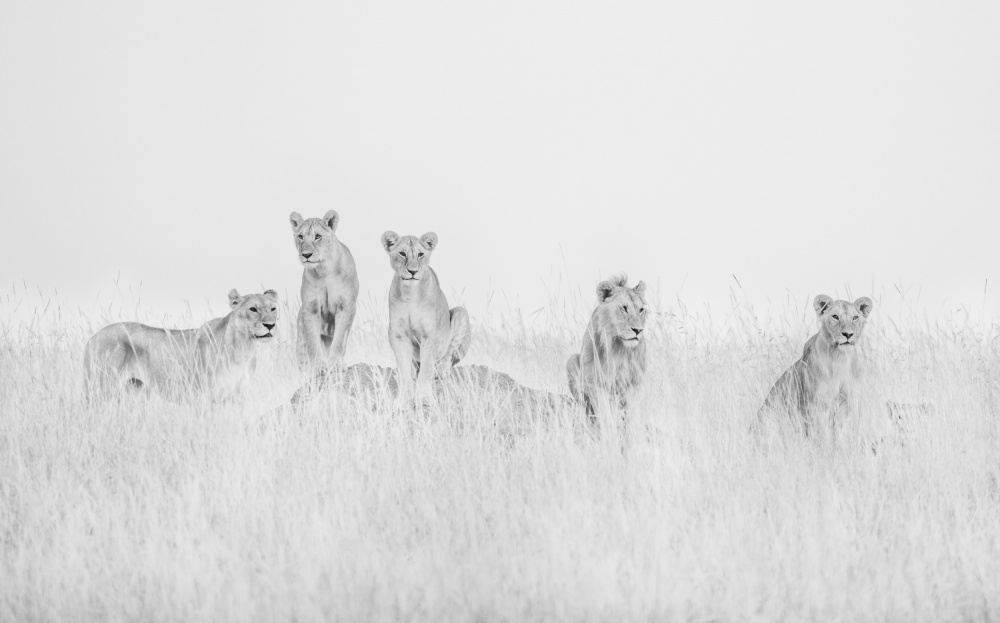 Lions von MIN LI