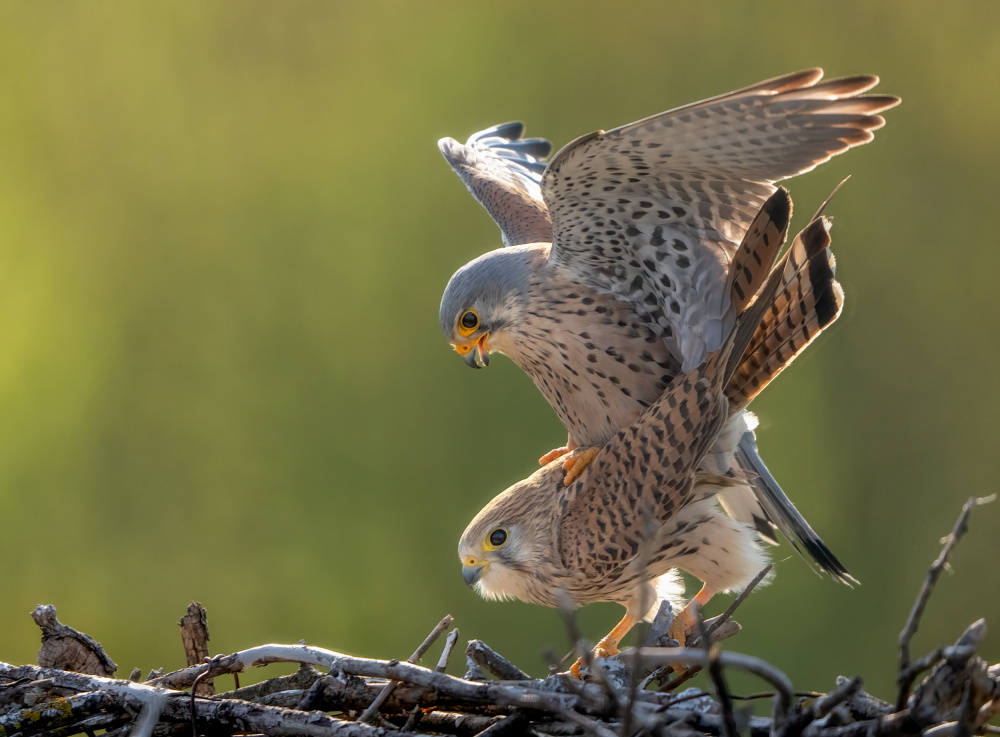 kestrel Mating von MIN LI