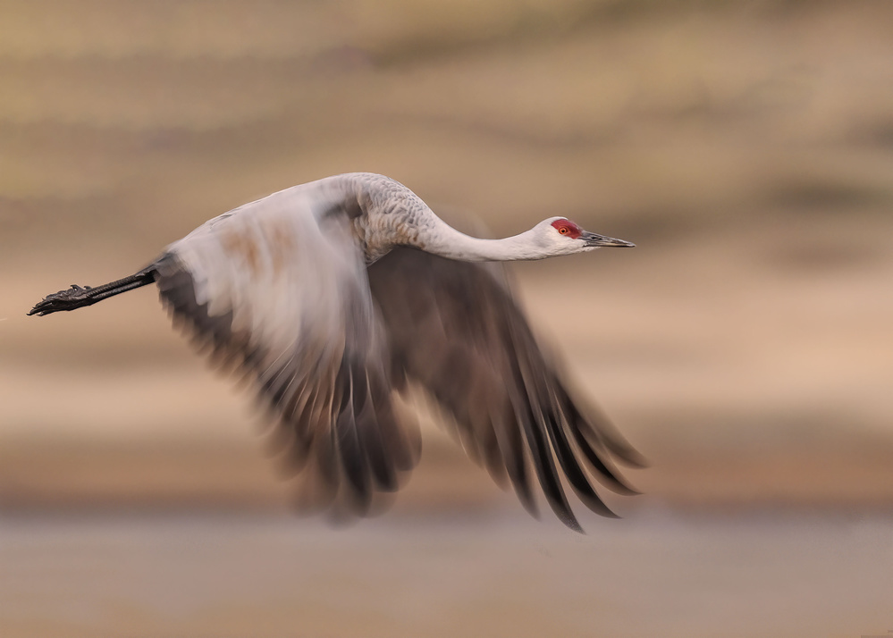 Flying sandhill crane von Ming Chen