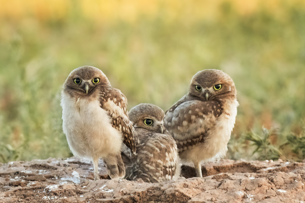 Sibling von Ming Chen