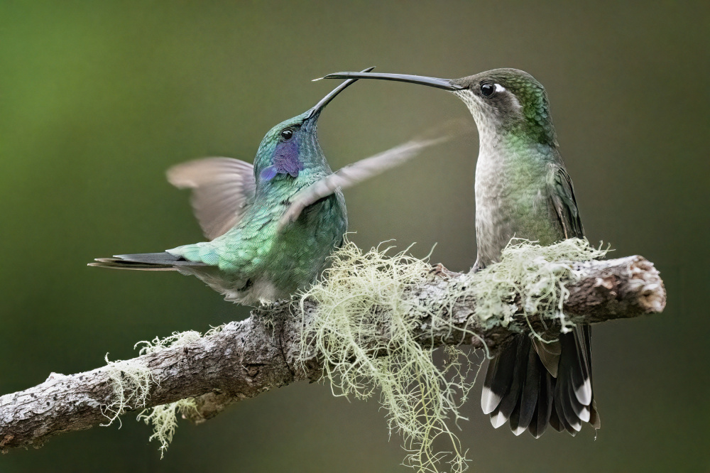 Nice talk von Ming Chen