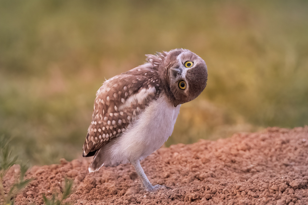 Curiosity of owl von Ming Chen