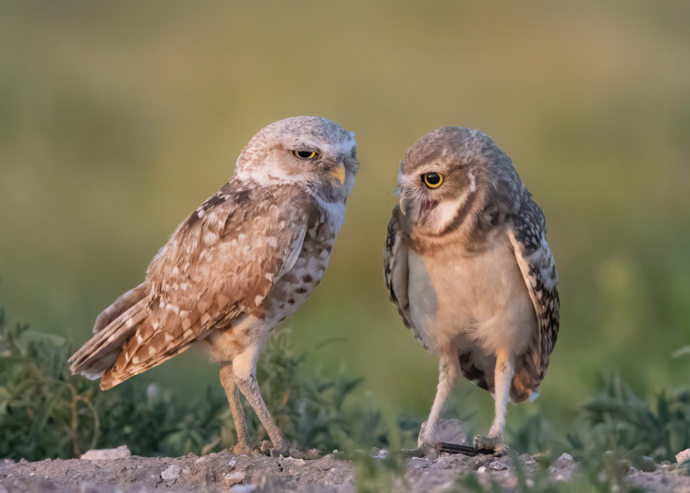 Daddys boy von Ming Chen