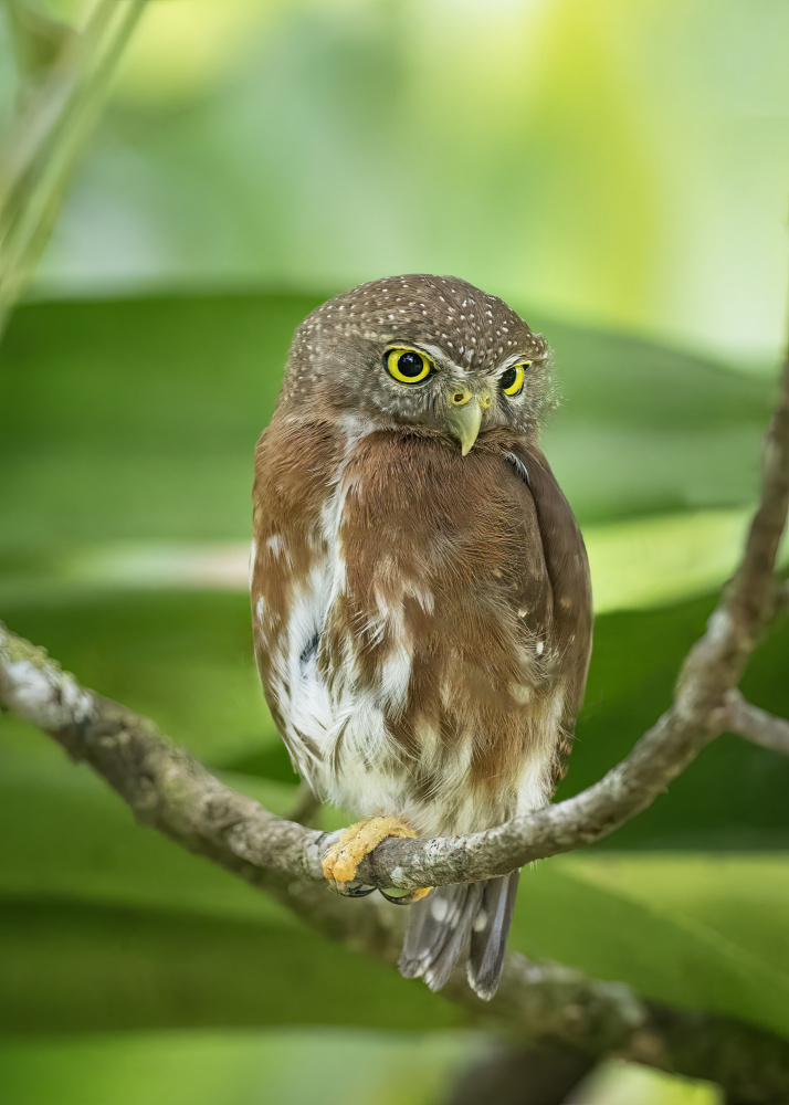 Quiet owl von Ming Chen