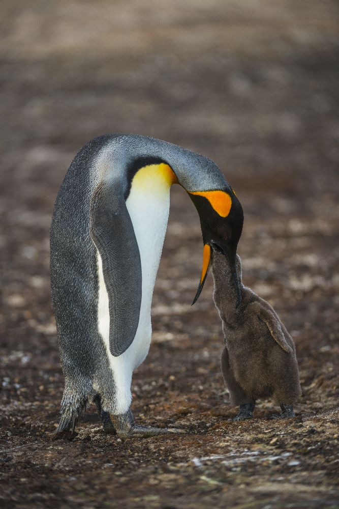 Mittagessenszeit von miquel angel artús