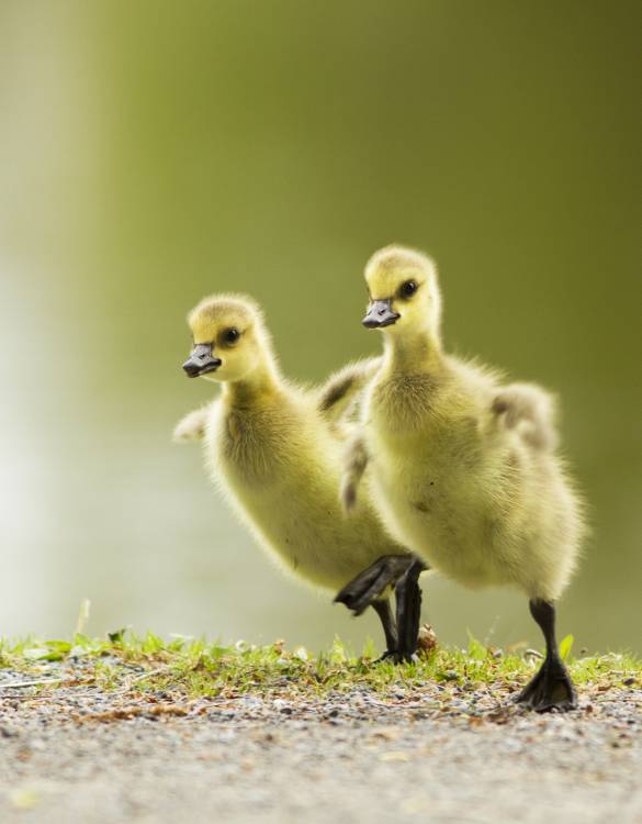 1, 2, 3, Go! von Mircea Costina