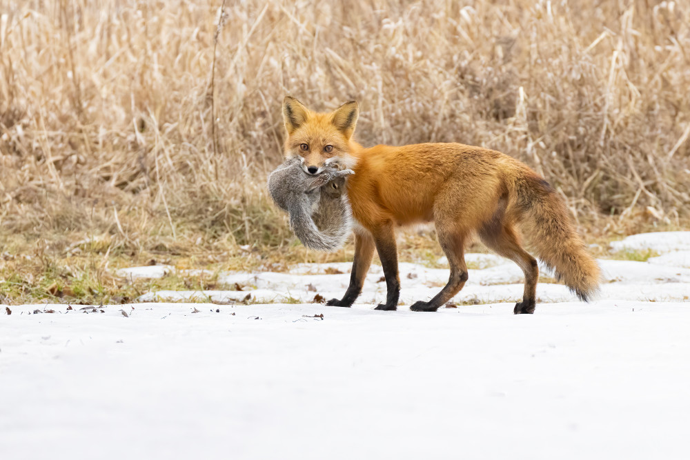 The Hunter von Mircea Costina