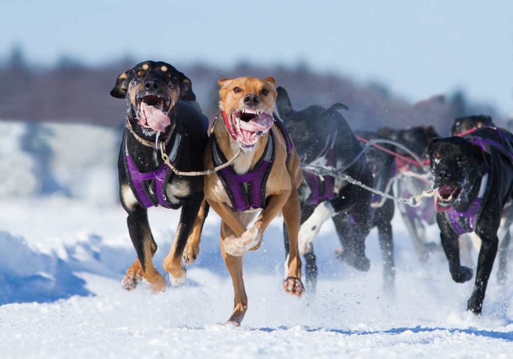 The athletes von Mircea Costina