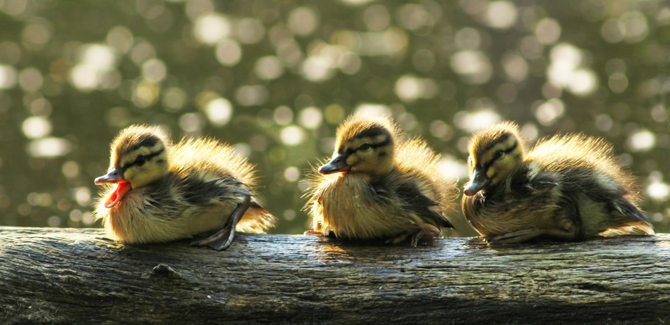 Ducklings von Mircea Costina