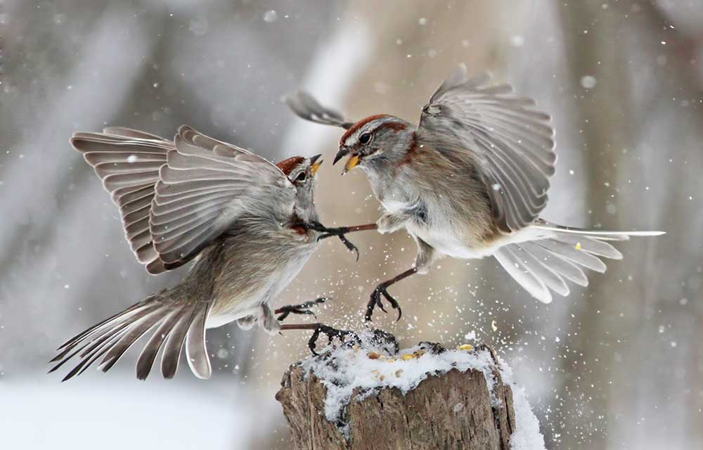 Fight Club von Mircea Costina