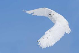 Hunting Snowy Owl