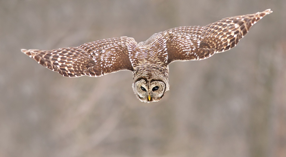Hunting Barred Owl von Mircea Costina