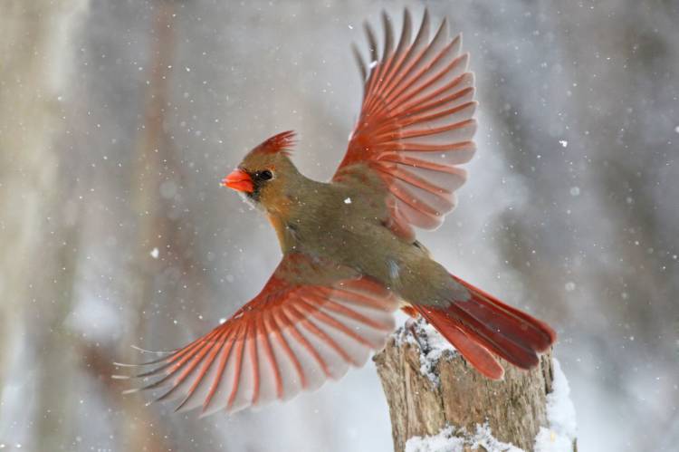 Snow Storm von Mircea Costina