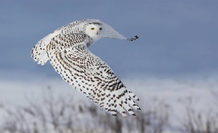 Snowy Owl von Mircea Costina