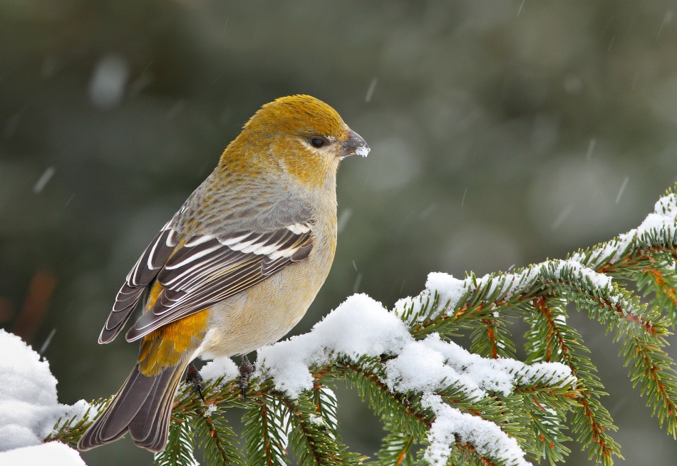 Christmas card von Mircea Costina