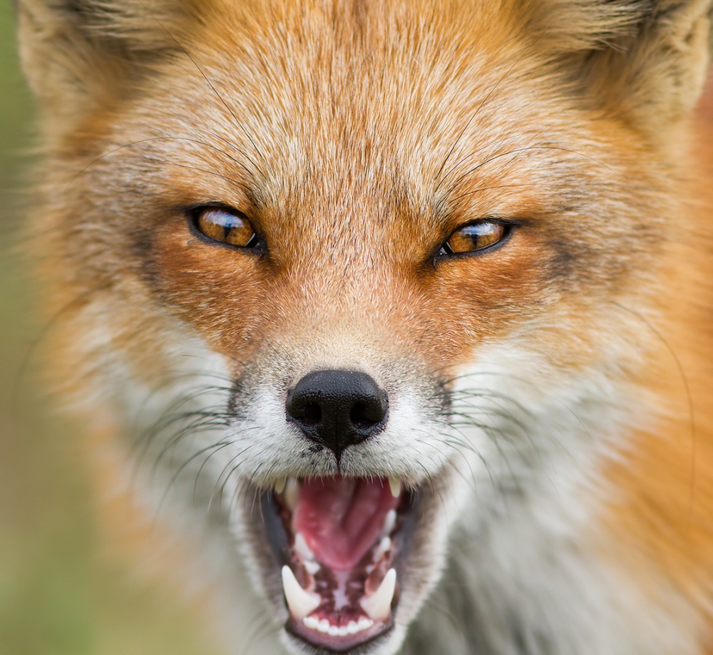 Wild Attitude von Mircea Costina