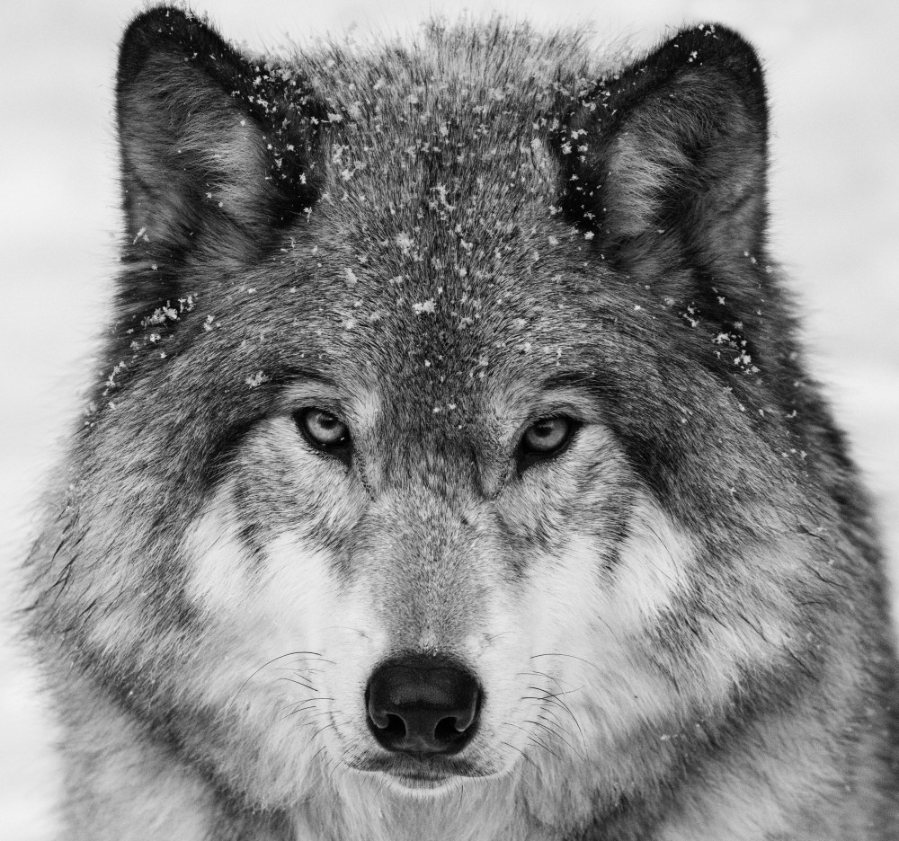 Wolf Portrait von Mircea Costina