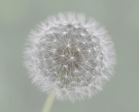 Dandelion Seedball