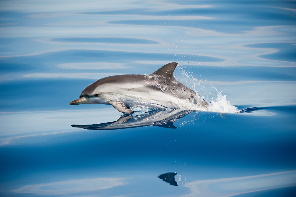 Striped Dolphin von Mirko Ugo