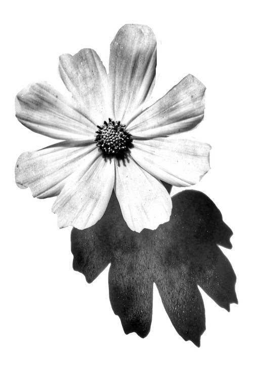 Sonnenblume, Blume, schwarzweiss, weiss auf weiss, schatten, Fotokunst, minimalistisch, floral von Miro May