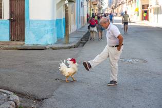Viva Rooster. Havana Cuba