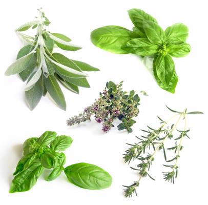 Freshly seedling on white background von Miroslav Beneda