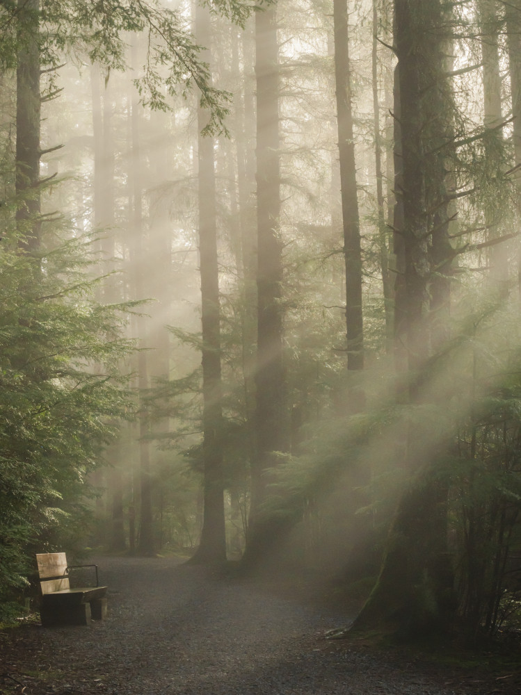 Komorebi　木漏れ日 von Misaki Saito