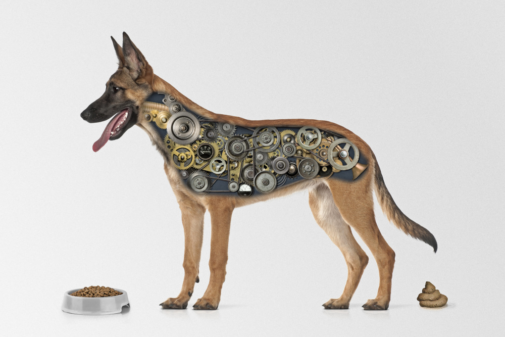 Dognology von Mister Solo