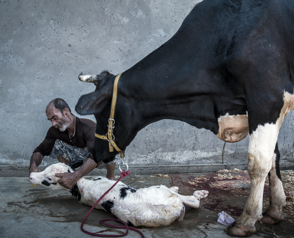 Welcome to the cruel world von Mitra Bahmani