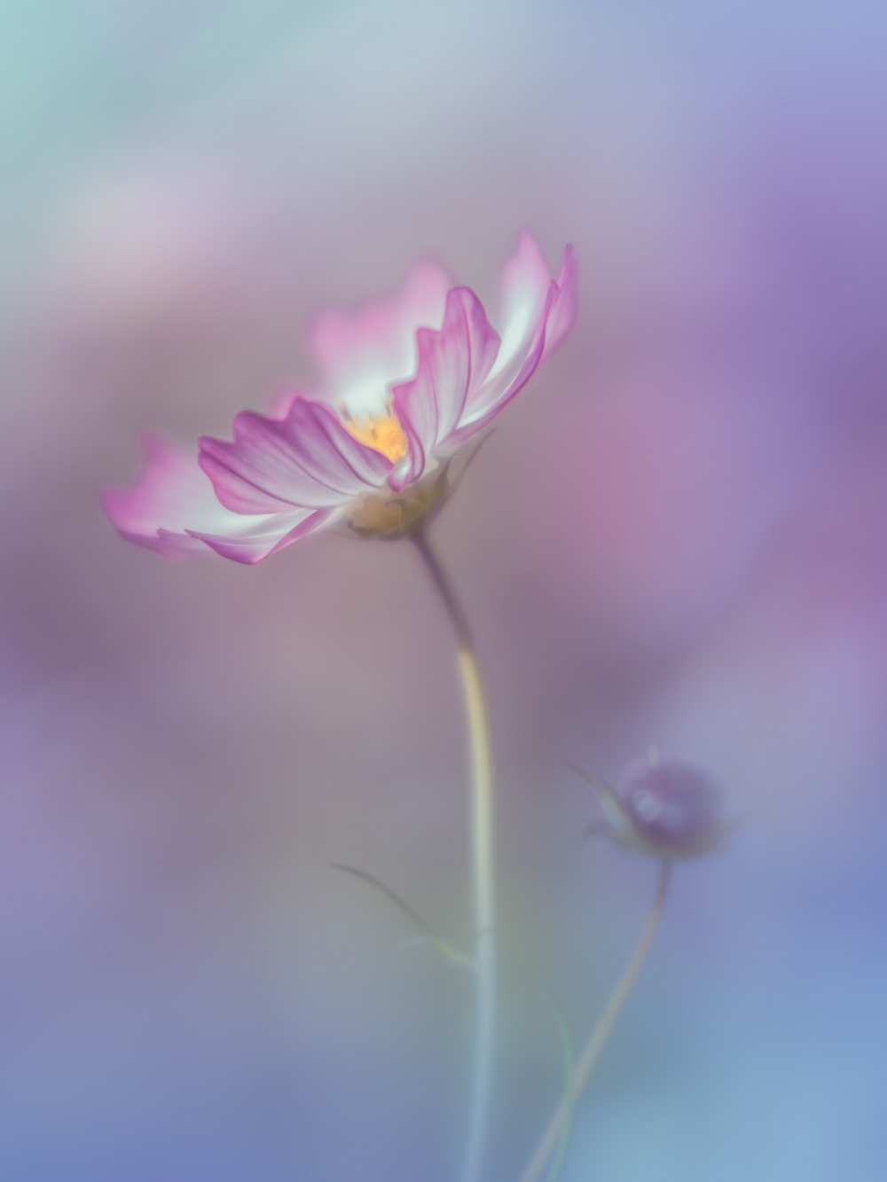 pink elegance von Miyako Koumura