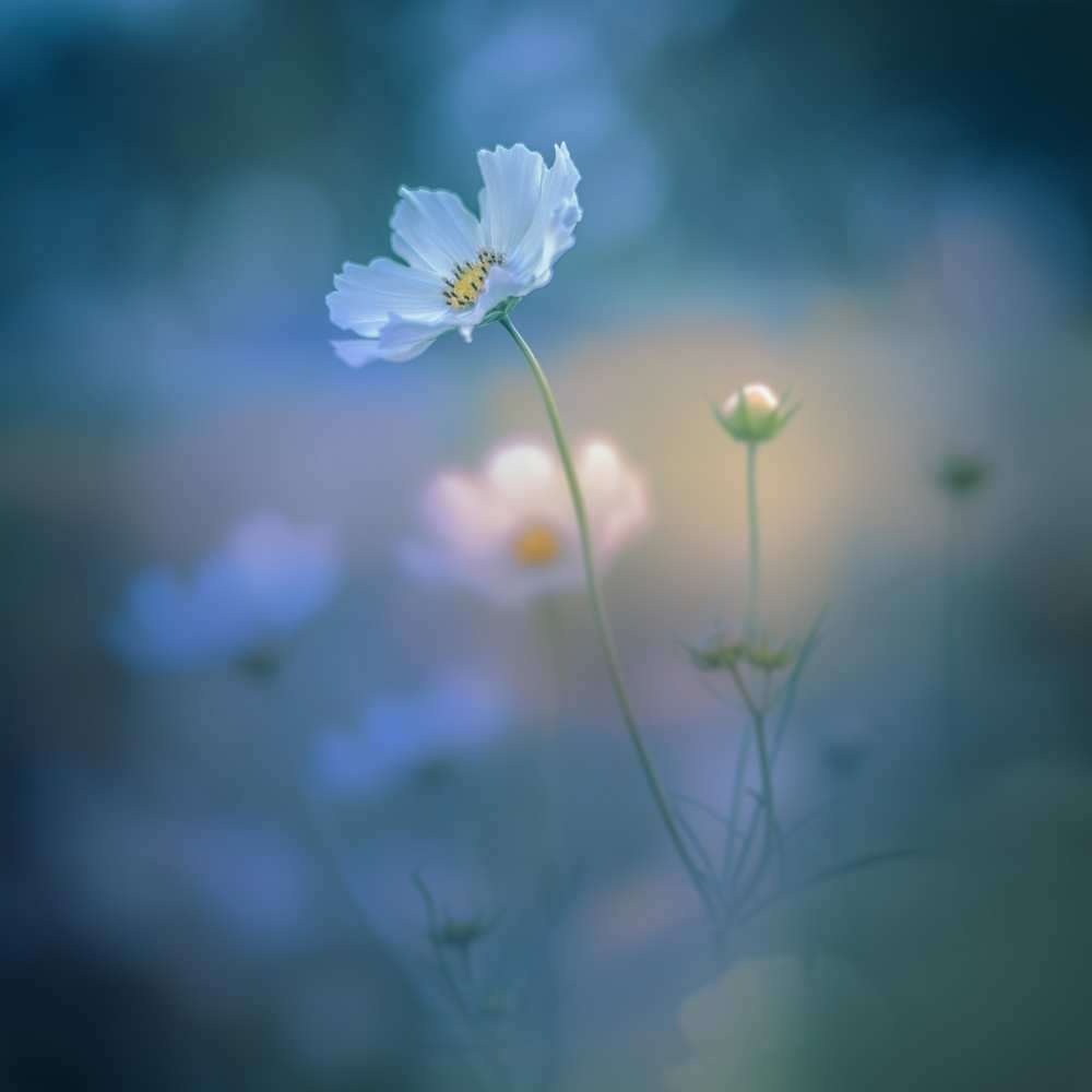 white shadow von Miyako Koumura