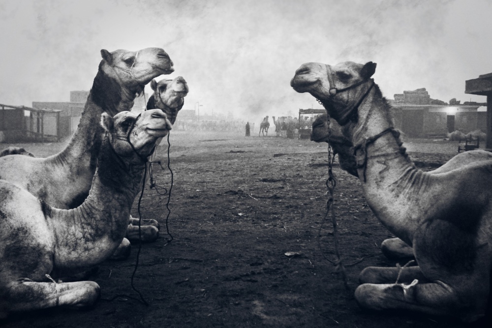 The Shepherd Of Camel Market von Mohamed Fawzy Kutp