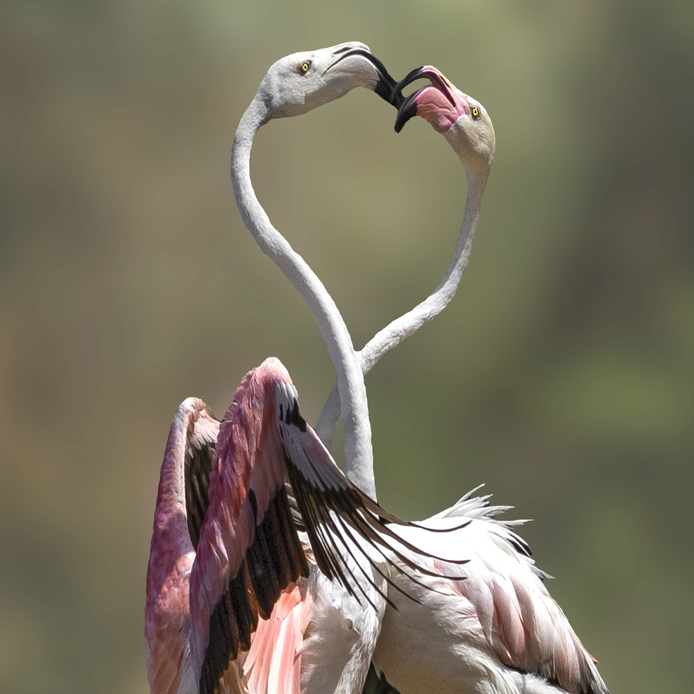 love von Mohamed Ismail