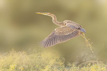 Purple heron