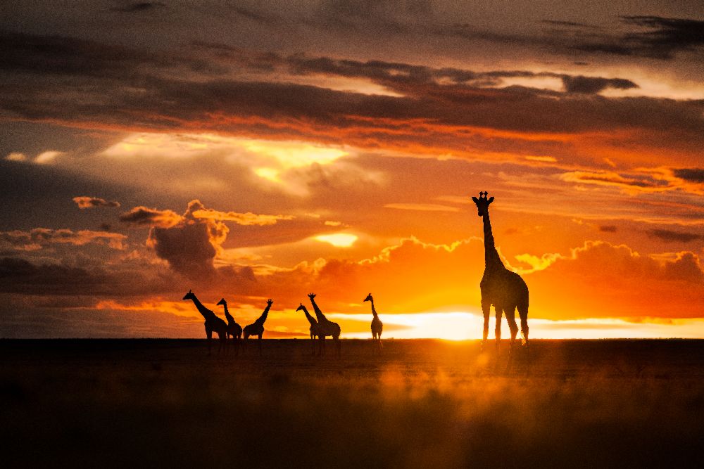 Ende des Tages von Mohammad Mirza