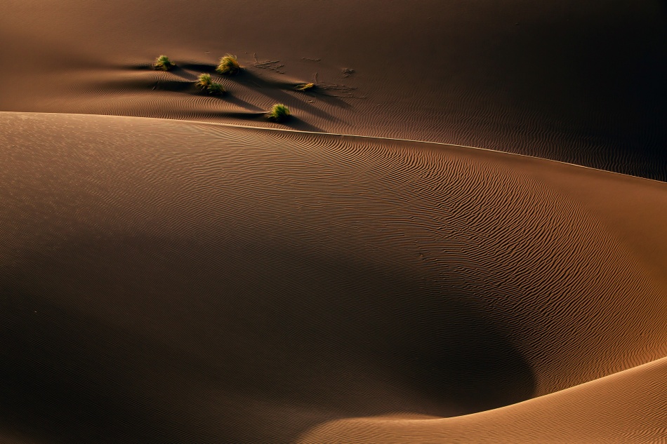 Shrub von Mohammadreza Momeni