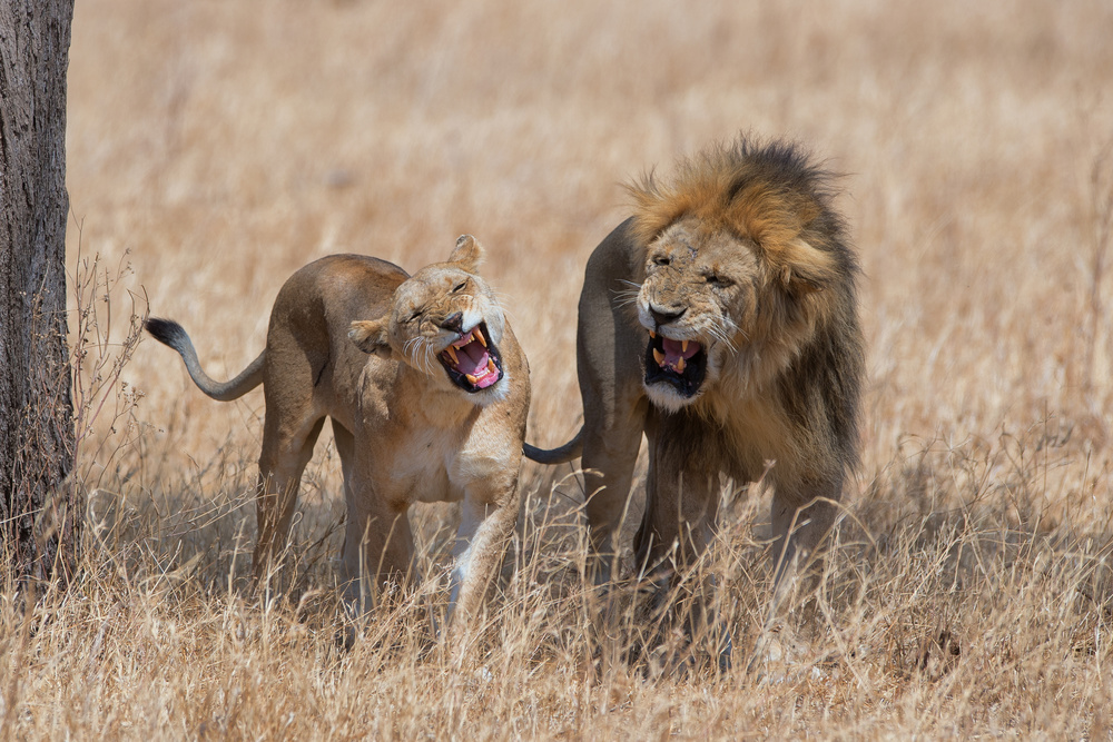 Common Thoughts von Mohammed Alnaser