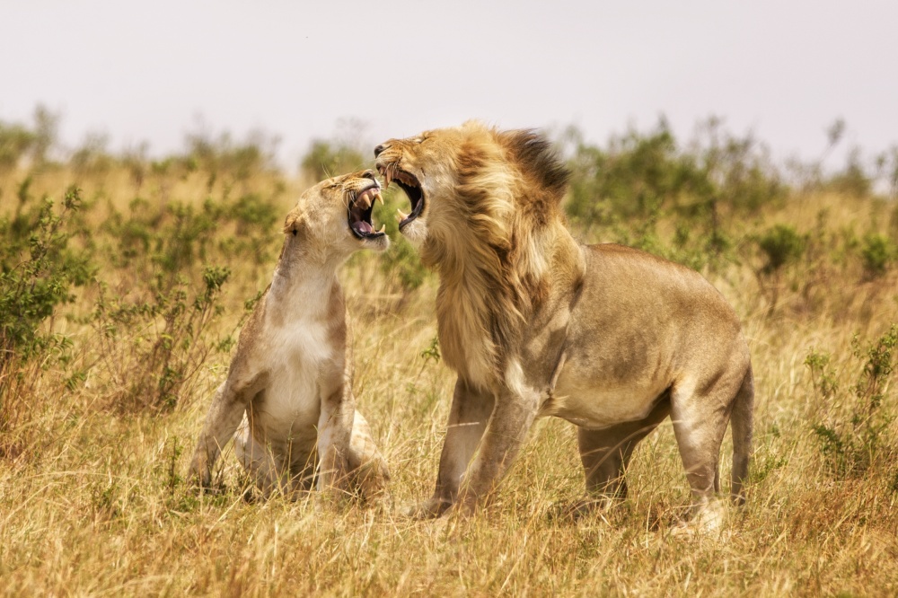 Argue von Mohammed Alnaser