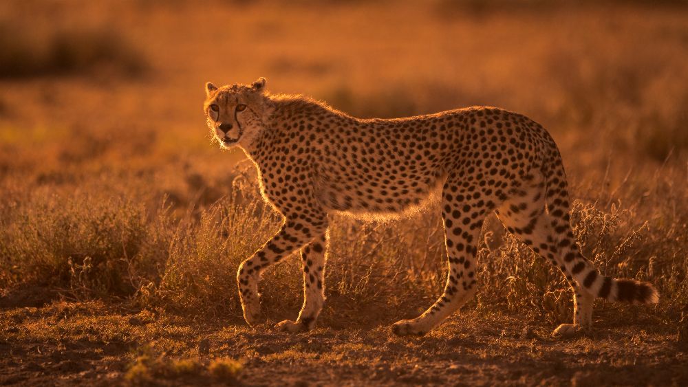 Aufsteigend von Mohammed Alnaser