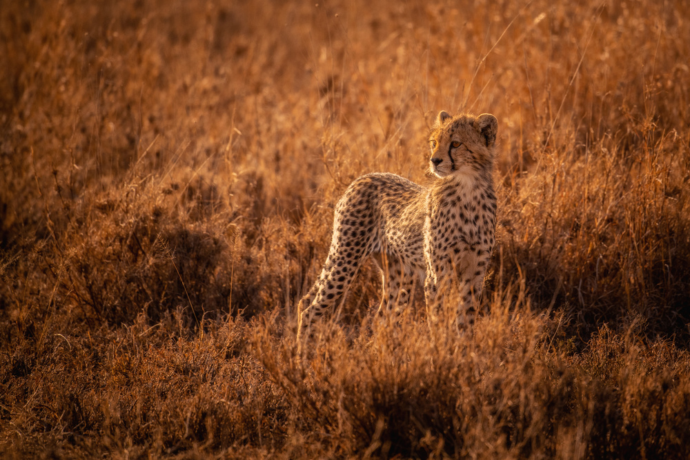 Rising Cub von Mohammed Alnaser