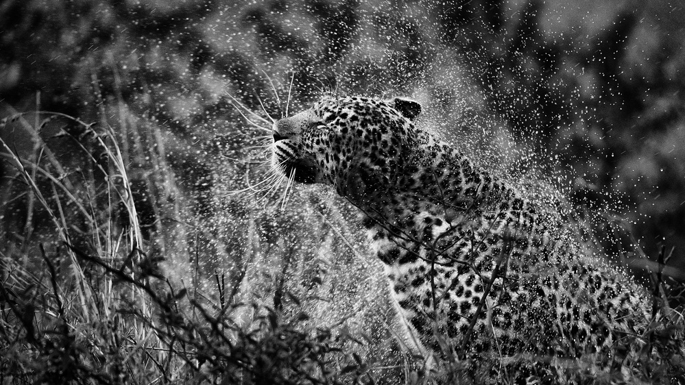 Splashed von Mohammed Alnaser